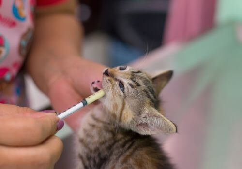 Cat Dewormer