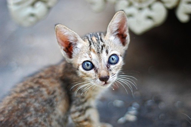 Cat Stop Throwing Up