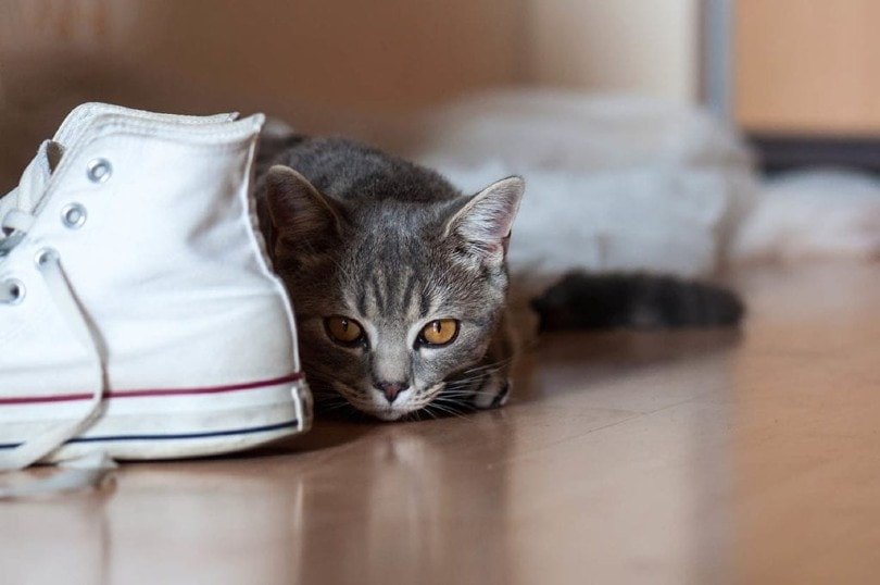 Cat Urine Smell Out of Shoes