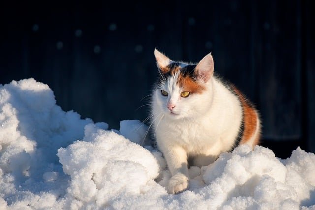 Cats Living Outdoors in Winter