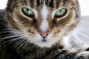 Cats Showing UTI Symptoms