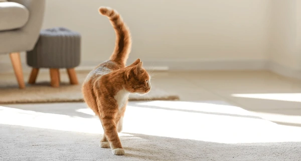 Cats Turn a Living Room