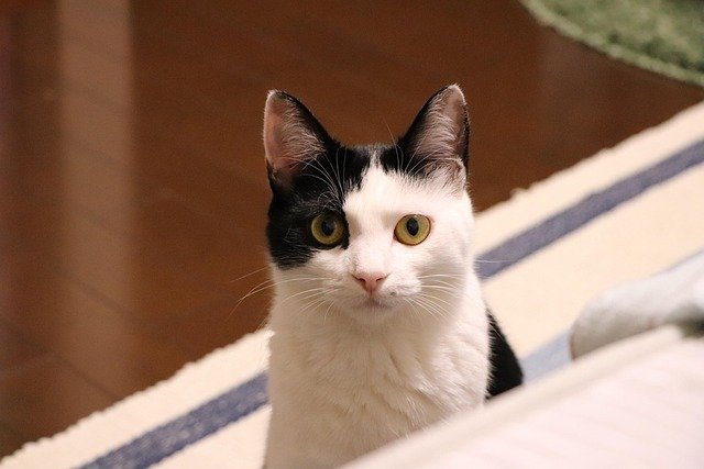 Causes of Your Cat's Wobbliness