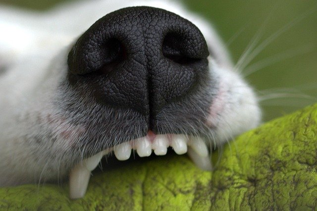 Clean Dog Teeth