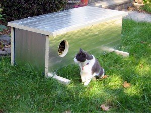Create a Safe Shelter for Feral Cats