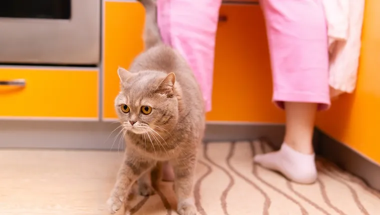 Do Cats Have Menstrual Periods
