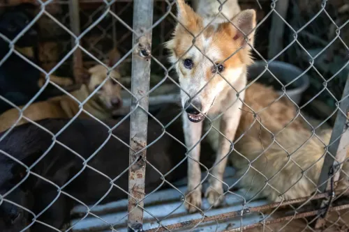 Dog Cage Without Fighting