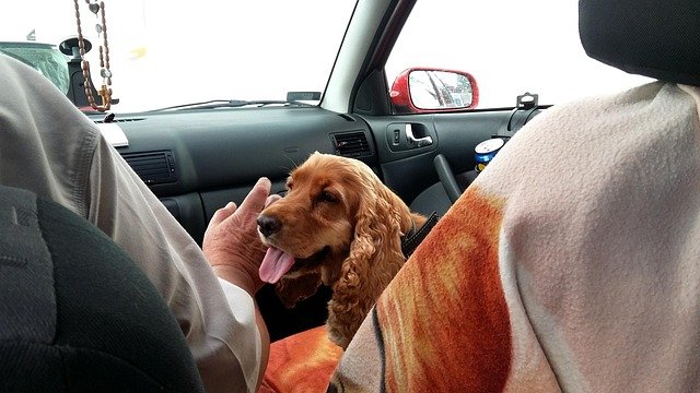 Dog Feel Better During Car Rides