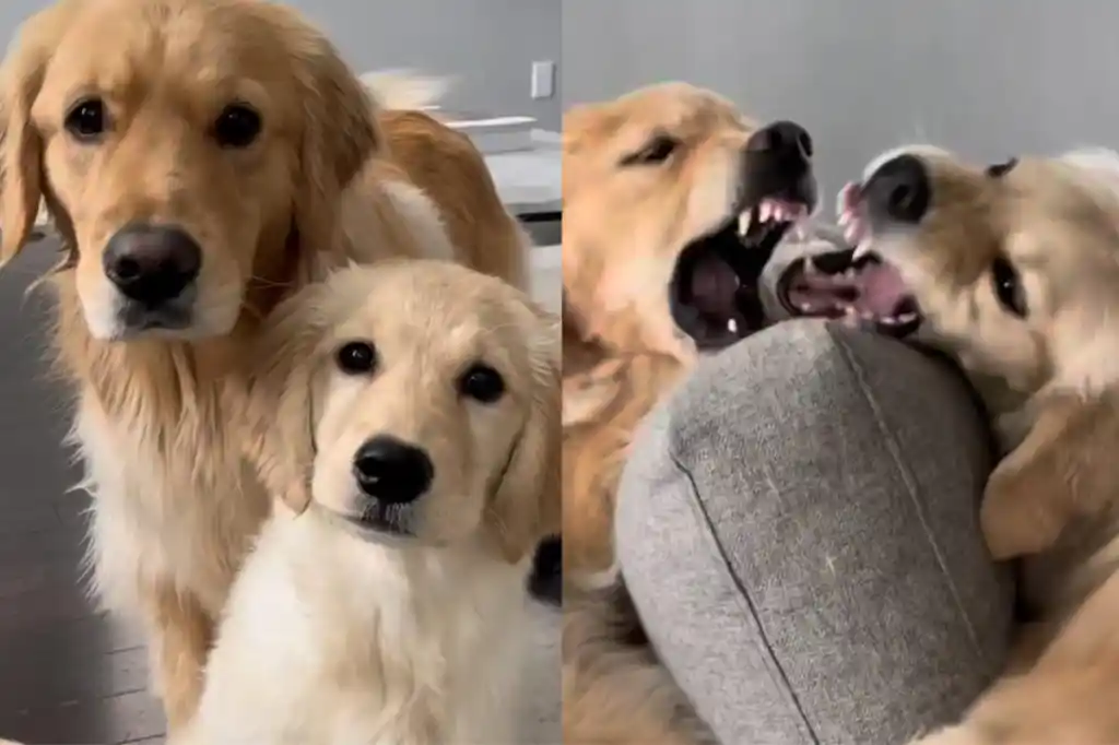 Dog Is Truly Done Having Puppies