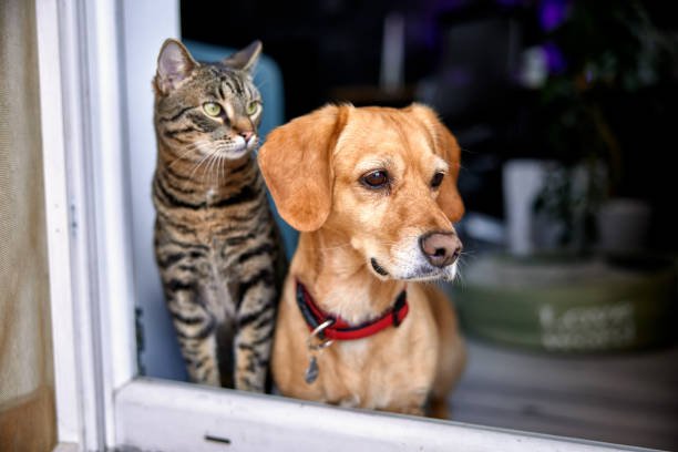 Dog and cat at Home