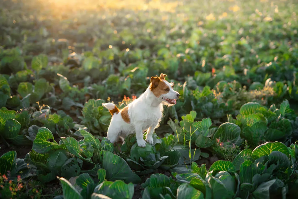 Feeding Raw Cabbage to Dogs