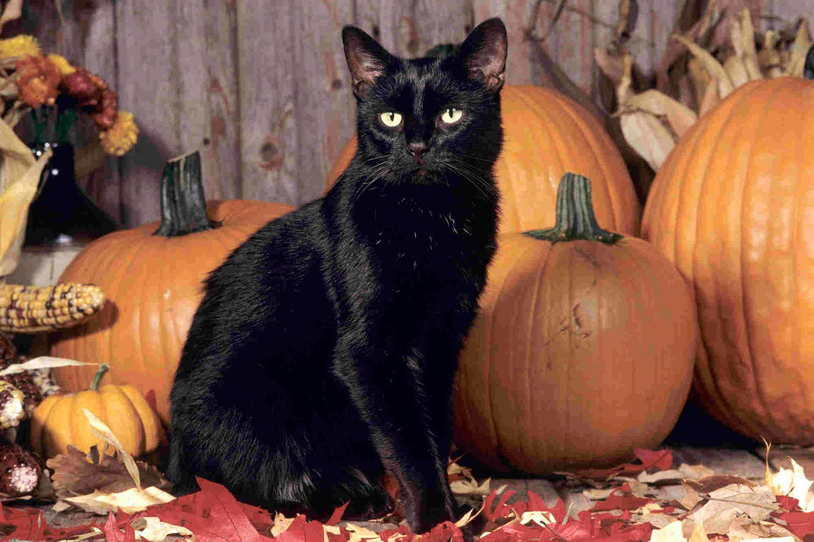 Halloween Black Cat
