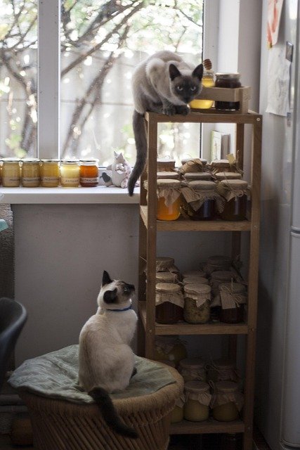 Honey and Cats