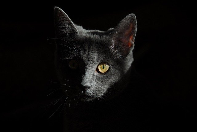 How Cats Manage to See So Well in the Dark