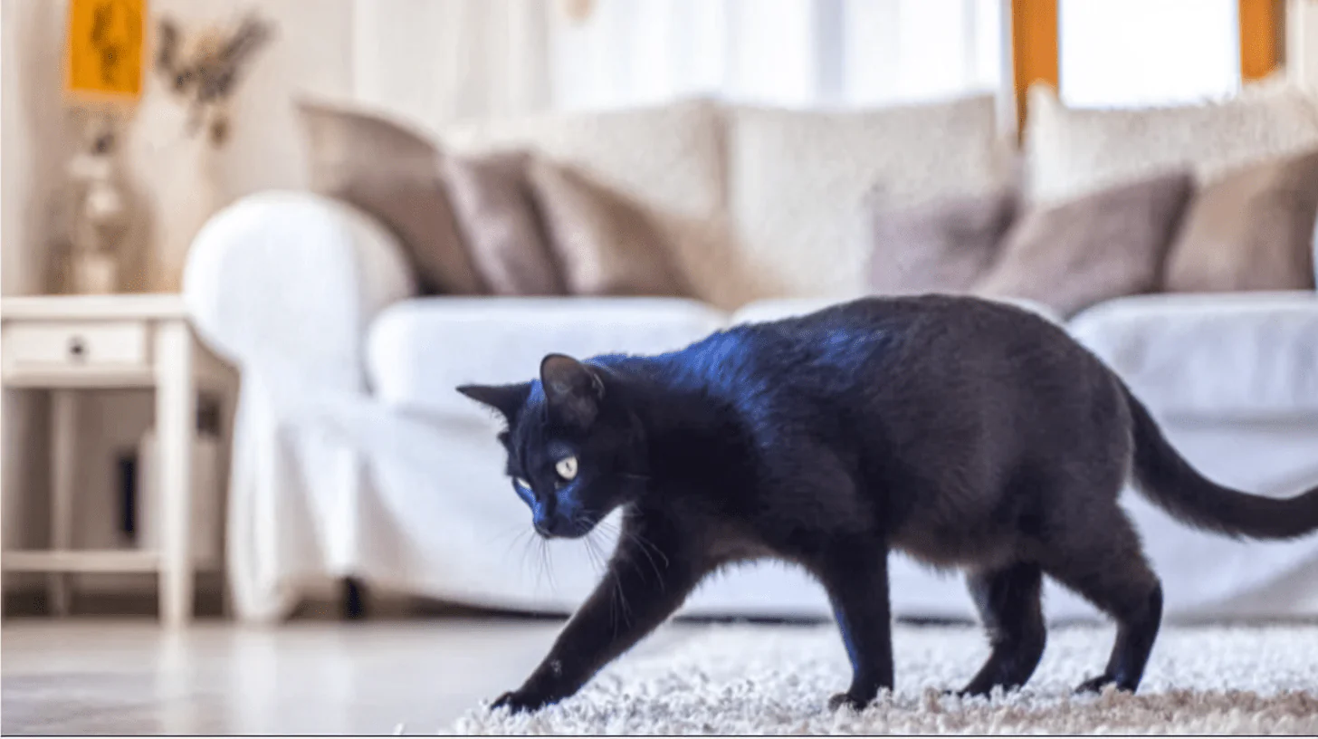 How Long Cats Stay in Heat