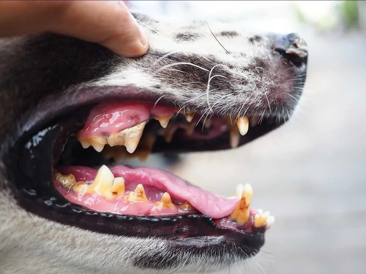 How Many Incisors Do Dogs