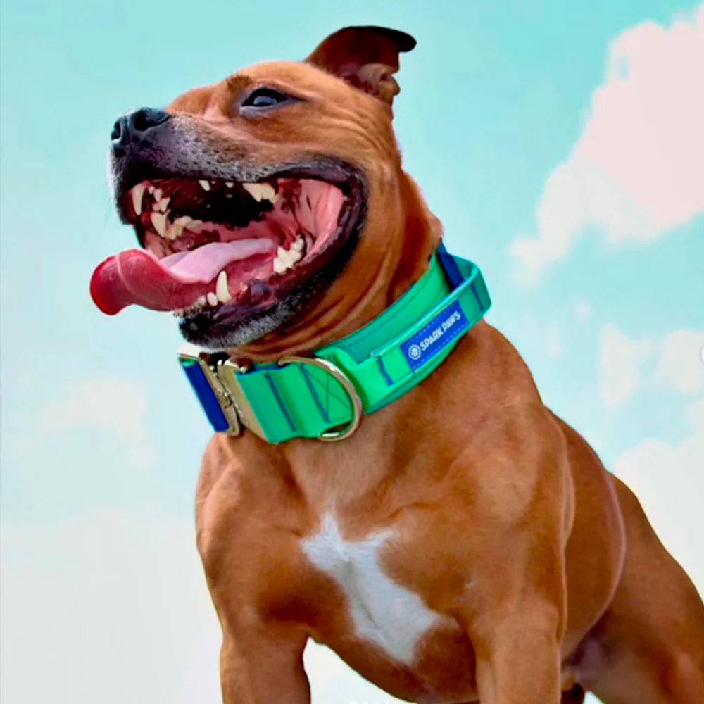 How Tight Should My Dog’s Collar