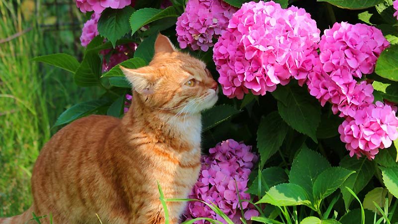 Hydrangeas and Cats
