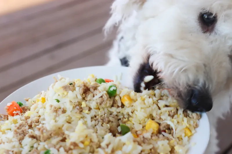 Is Cooked Rice a Good Option for Dogs