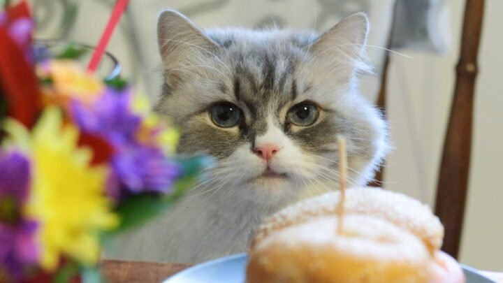 Is Mayo Good for Cats