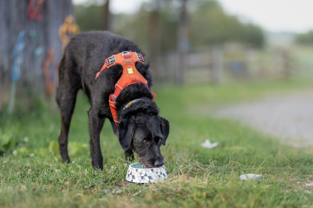 Is Sulfur Toxic to Dogs