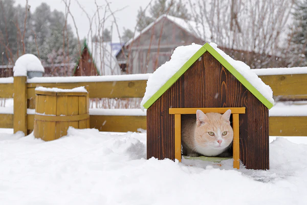 Keeping Stray Cats Warm