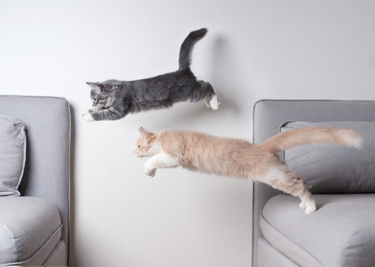 Living With Cats When Allergies