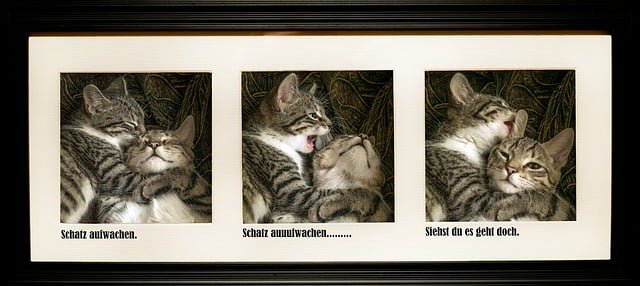 Male And Female Cats Get Slong