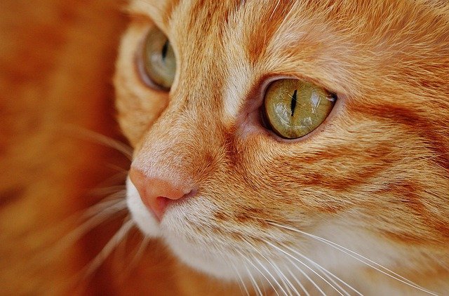 Orange Female Cat