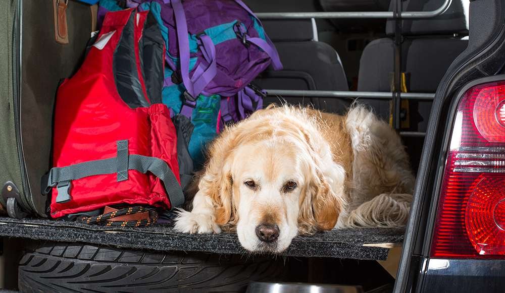 Reluctant Dog Into the Car
