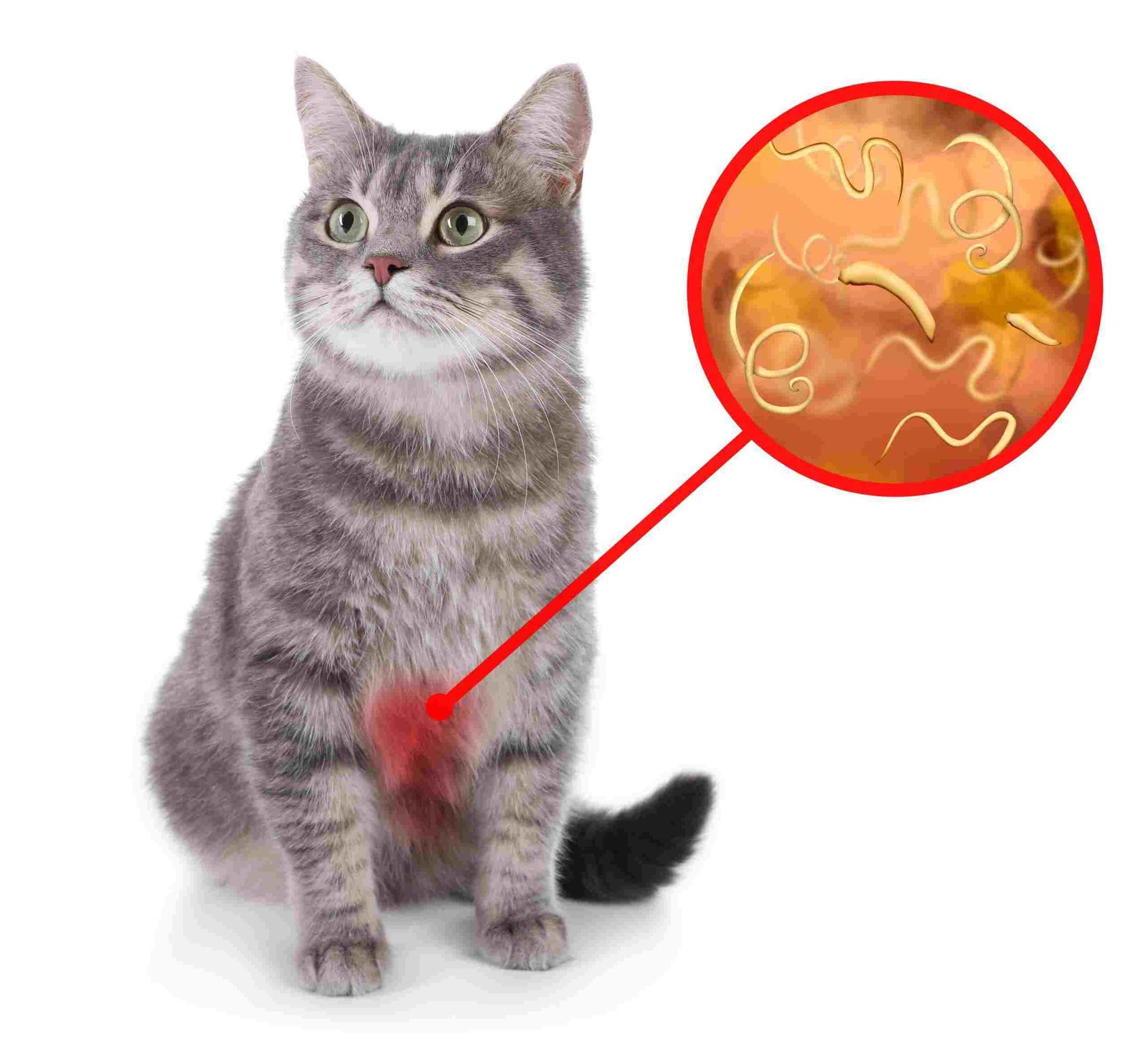 Roundworm Cases in Cats