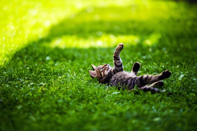 Safety of Common Weed Killers Around Cats