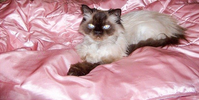 Shedding Habits of Himalayan Cats