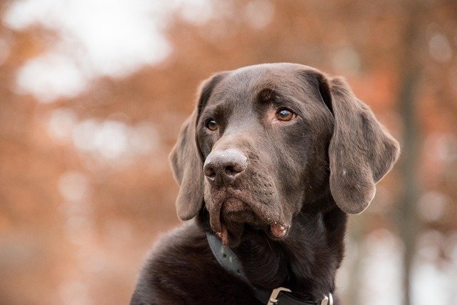 Signs Your Dog May Have an Intestinal Blockage
