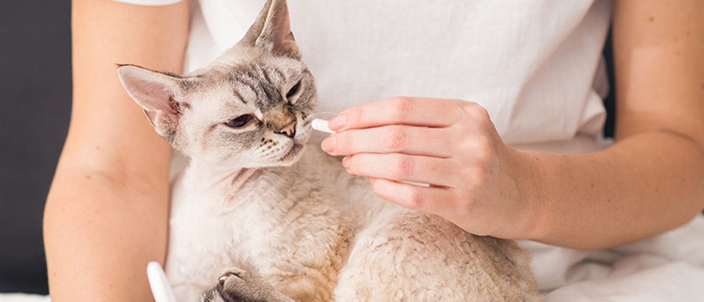 Suspect a Cat Has Worms