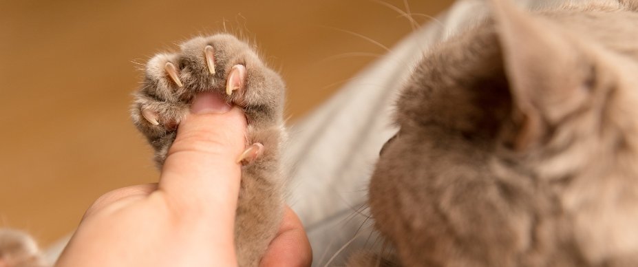 Trimming Cats’ Nails