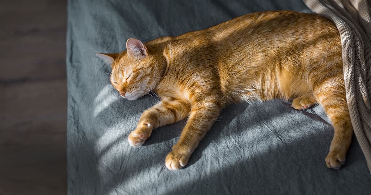 Understanding Heat Safety for Cats