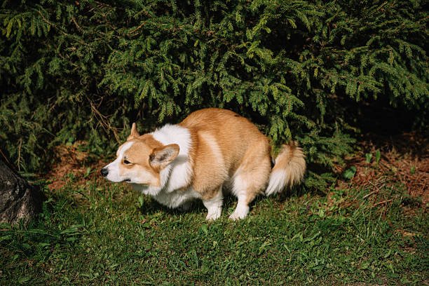 White Dog Poo