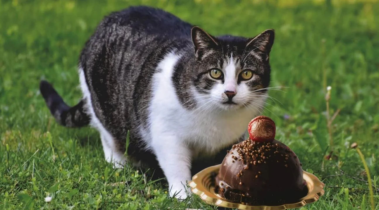 Why Chocolate Is Dangerous for Cats