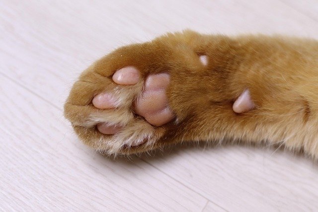 Why Do Cats Have Toe Beans