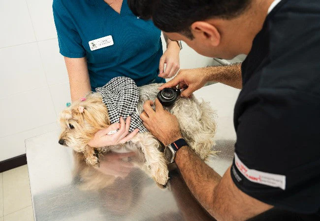 Ant Bites on Dogs
