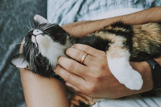 Are Cats Ticklish