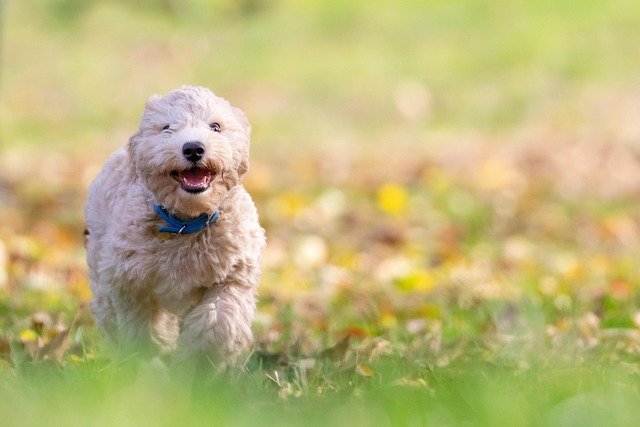 Are Conkers Poisonous to Dogs