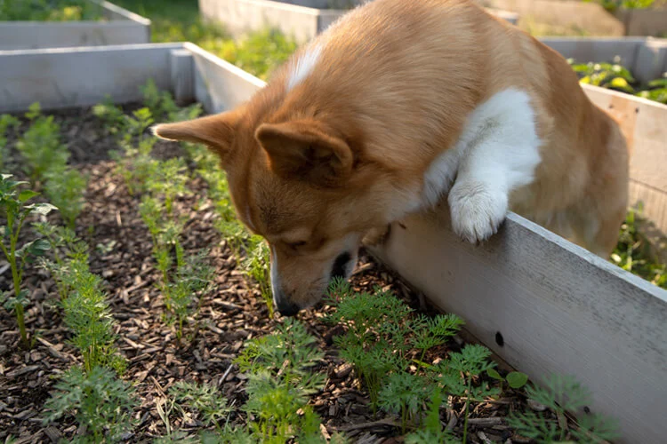 Are Fuchsia Plants a Real Risk for Dogs