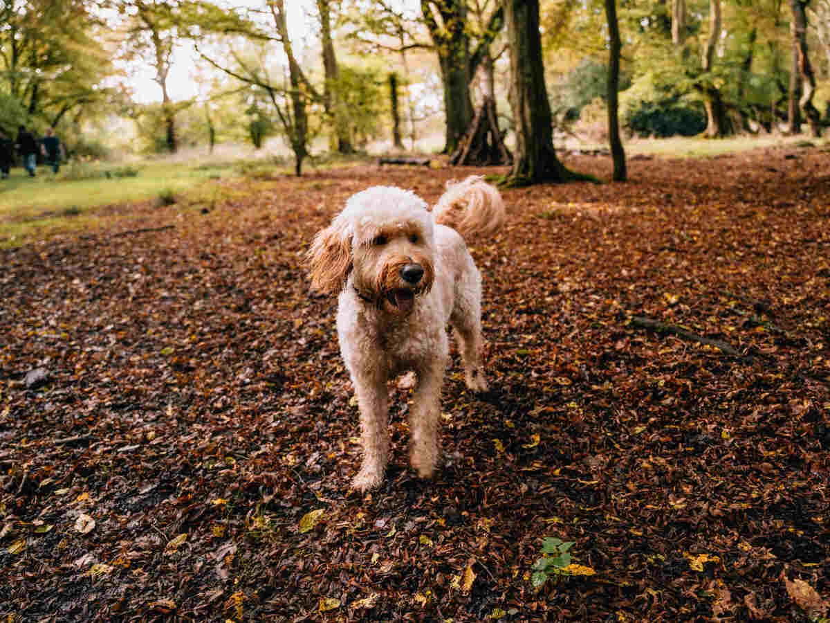Are Horse Chestnuts Safe for Dogs