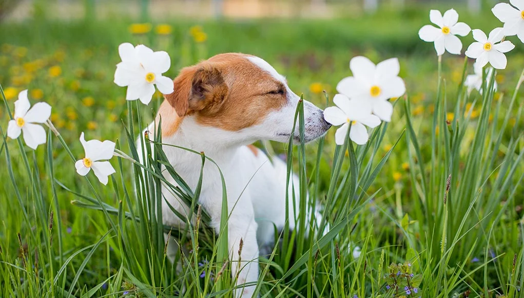 Are Jasmine Plants Poisonous to Dogs