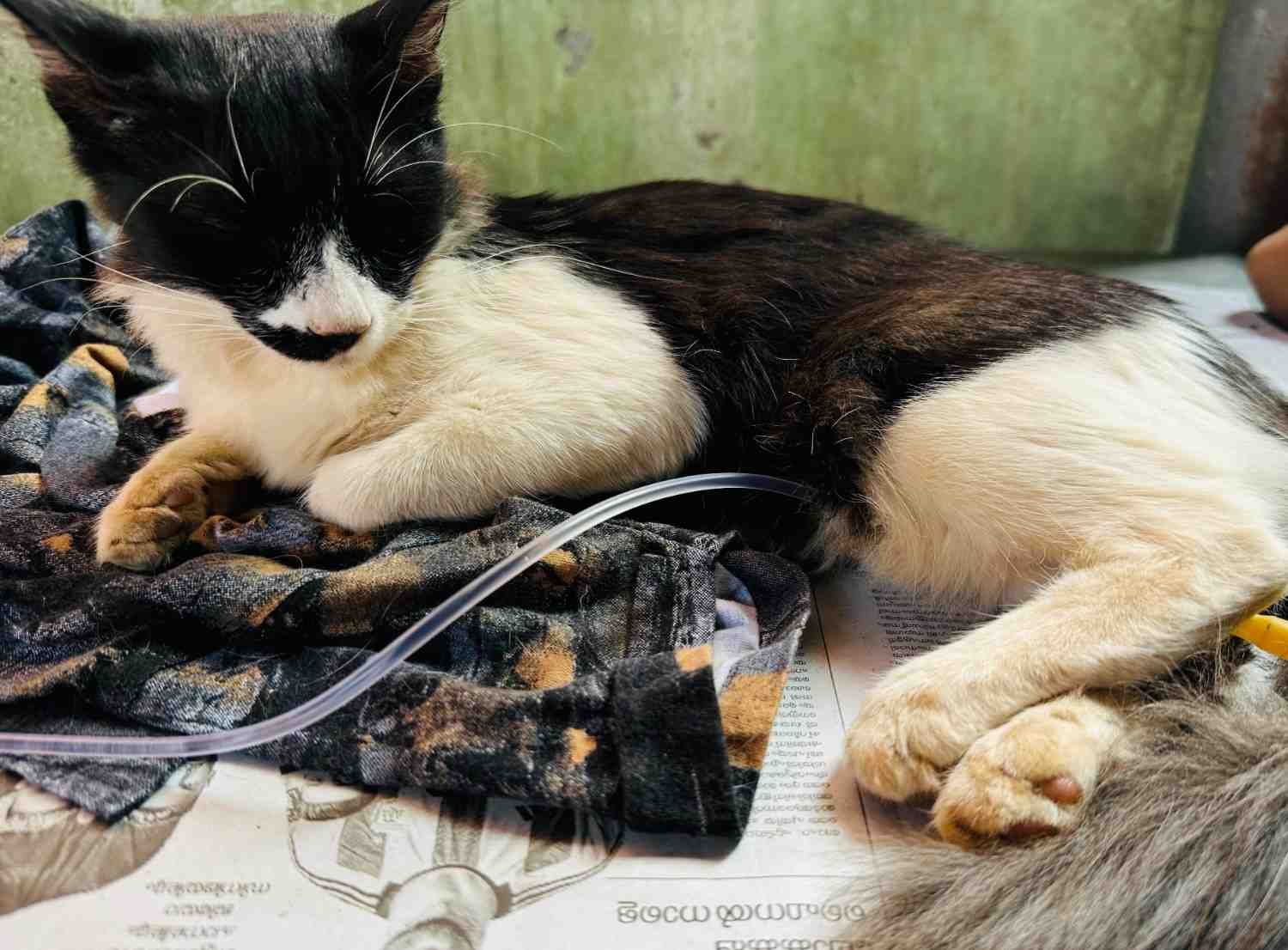 Can Adult Cats Get Parvo