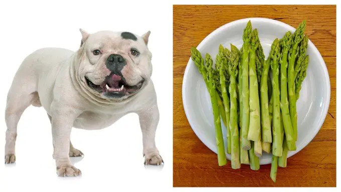 Can Dogs Eat Asparagus