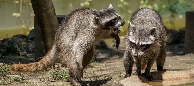 Can Raccoons Kill Cats
