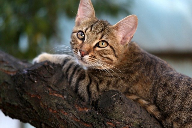 Cat Climbing Behavior
